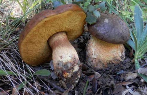 Casa Armonia - Foto 42