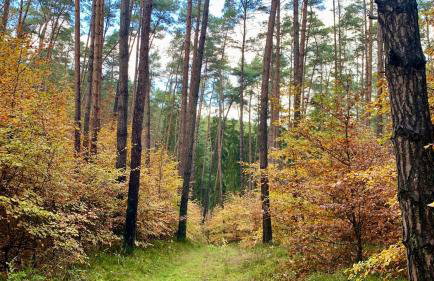 Jolly Old House - Foto 31