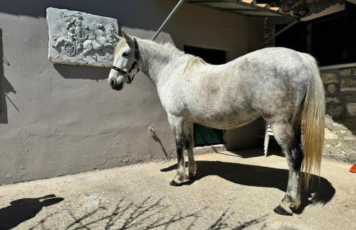 Orange Lemon Garden - Foto 39