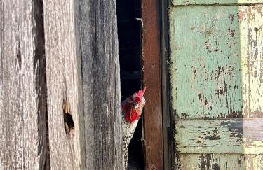 Fingerlakes farm with goats & chickens - Foto 26