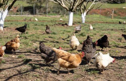 Dream House - Foto 27