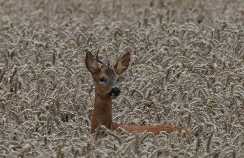 Oak & Hazel, Heath Row Barn - Foto 22