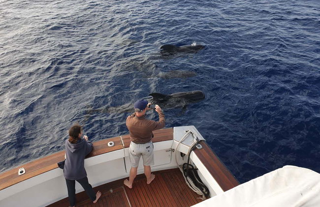 Avistamiento de cetáceos en Las Galletas - Foto 3