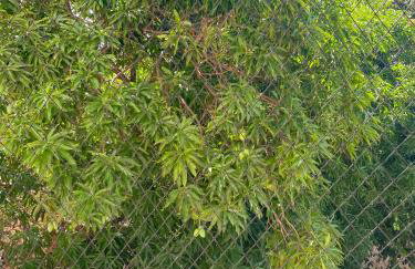 Apartamento amplo perto da Praia da Litorânea - Carmona Temporadas - Foto 30