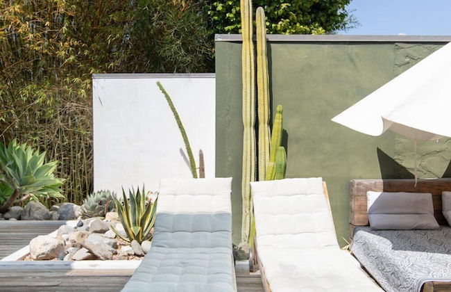 Cactus Flower - Foto 20