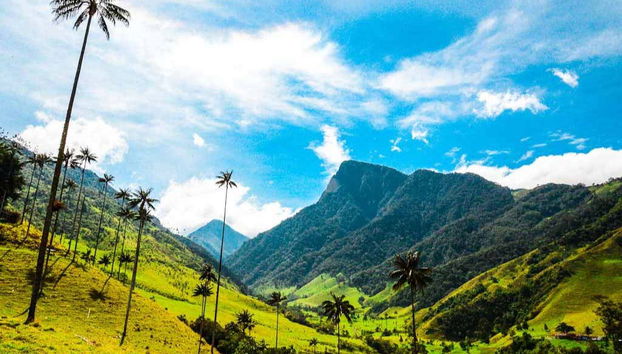 Sanctuaire de palmiers à cire