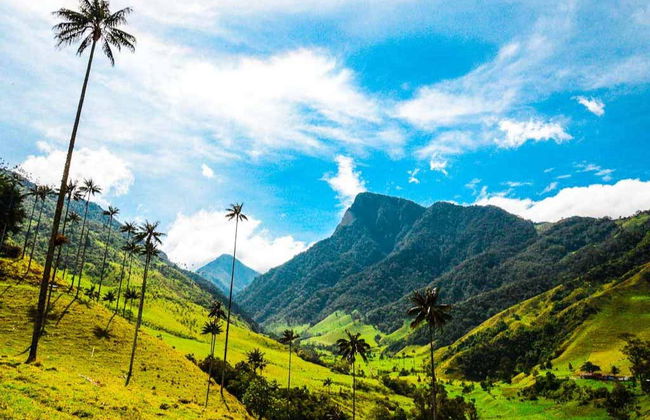 Escursione al santuario di palme da cera di Toche - Foto 2