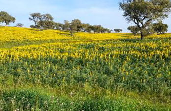 Casa do Roxo - Eco Design Country House - Foto 50