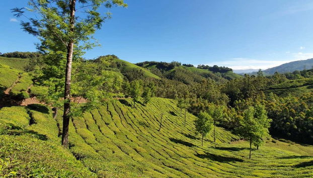 Piantagioni di tè di Lakshmi