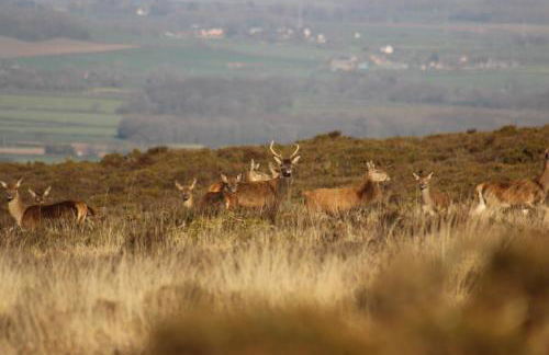 Pardlestone Farm – Self-Catering Cottages - Foto 43