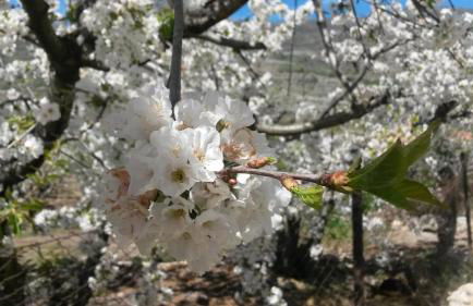La casita del jerte - Foto 25