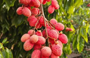 Villa With Jacuzzi and Panoramic Views in Prestigious El Rosario, Marbella - Foto 24