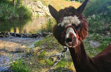 Nad Potokiem z Alpakami - Foto 79