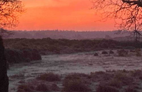 Holmans NEW FOREST - Photo 14