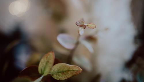 Kaiserstuhl - Foto 2