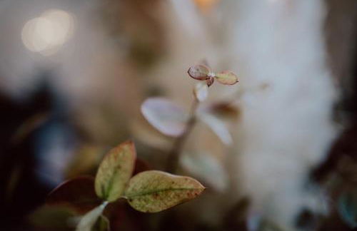 Kaiserstuhl - Foto 2