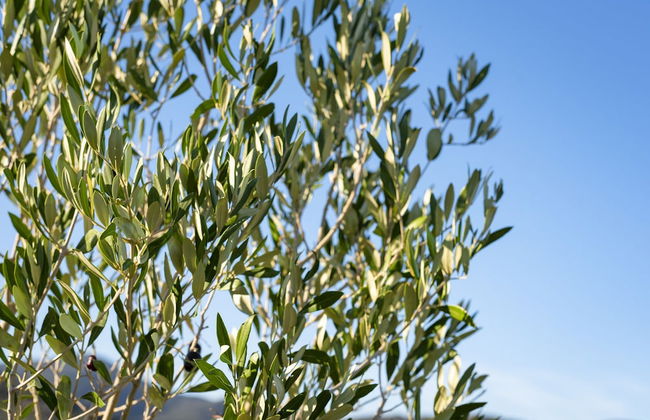 Agriturismo Terre di Castiglione - Foto 64