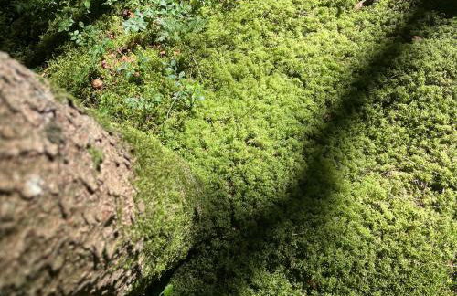 Gugg ins Moos - Foto 20