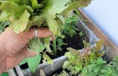 Yuccasa - Small Glamping Camping & Studio's - Foto 65