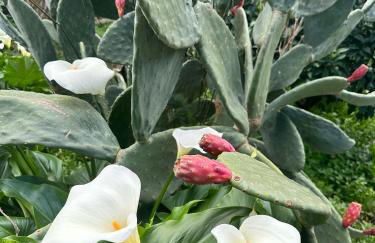 Πέτρινο Αρχοντικό, Χίος - Foto 39