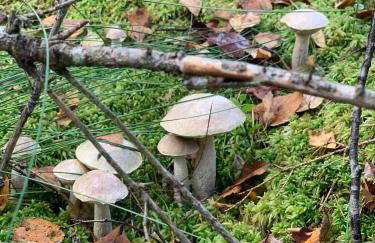 Święty Spokój Łąka i Woda - Foto 8