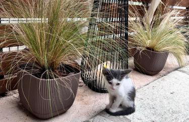 Ραστώνη - Foto 23