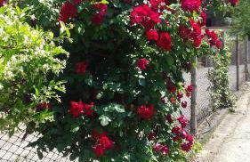 Villa Carol - Foto 16