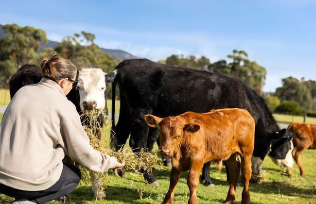 Halls Haven Holiday Units - Foto 23