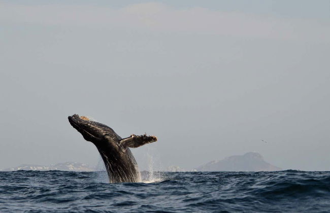 Whale watching a Mazatlán + Museo della Balena - Foto 5