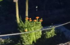 Casa das Fragas - Foto 35