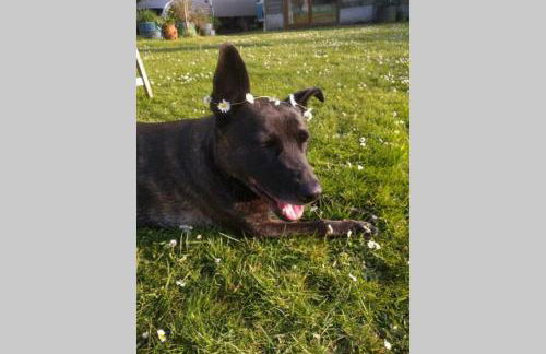 Stags View,Unique eco cabin, Dartmoor views - Foto 24