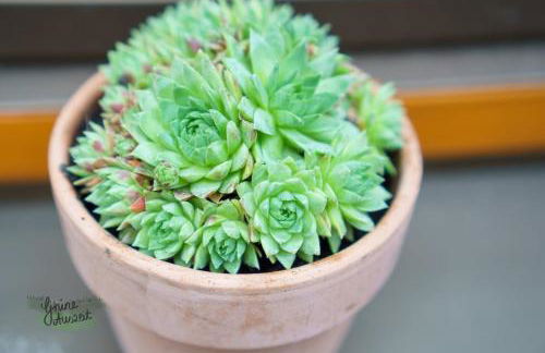 Ferienwohnung Grüne Auszeit mit Kaminofen und Terrasse - Foto 14