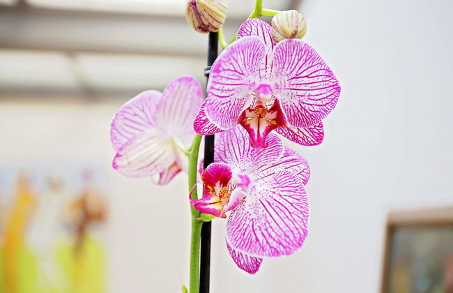 Bright Chic Garden Apartment - Foto 33