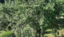 Ferienwohnung An der Karlskuppe - Foto 3, Garden view