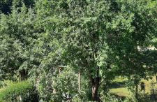 Ferienwohnung An der Karlskuppe - Foto 3