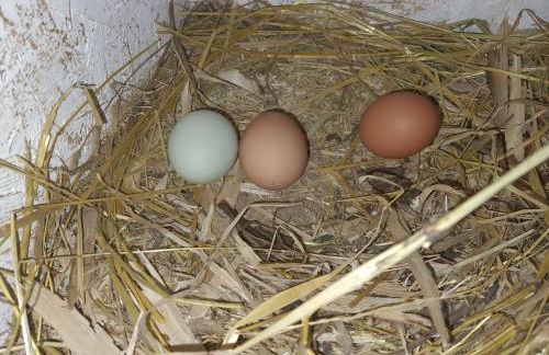 Holzhaus Chalet Nationalpark Eifel Hund willkommen - Foto 10