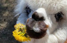 Gospodarstwo Agroturystyczne Zasadkowe Bory - Foto 15