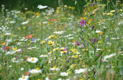Zielono Mi - Dom Gościnny w Łapalicach - Foto 31