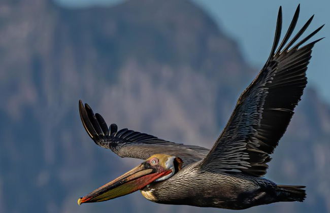 Passeio de Observação de Aves em Todos Santos - Foto 1