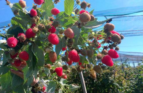 Studio apartman Šafarić - Foto 14