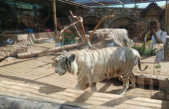 Biglietti per il Cocodrilo Park Gran Canaria - Foto 2