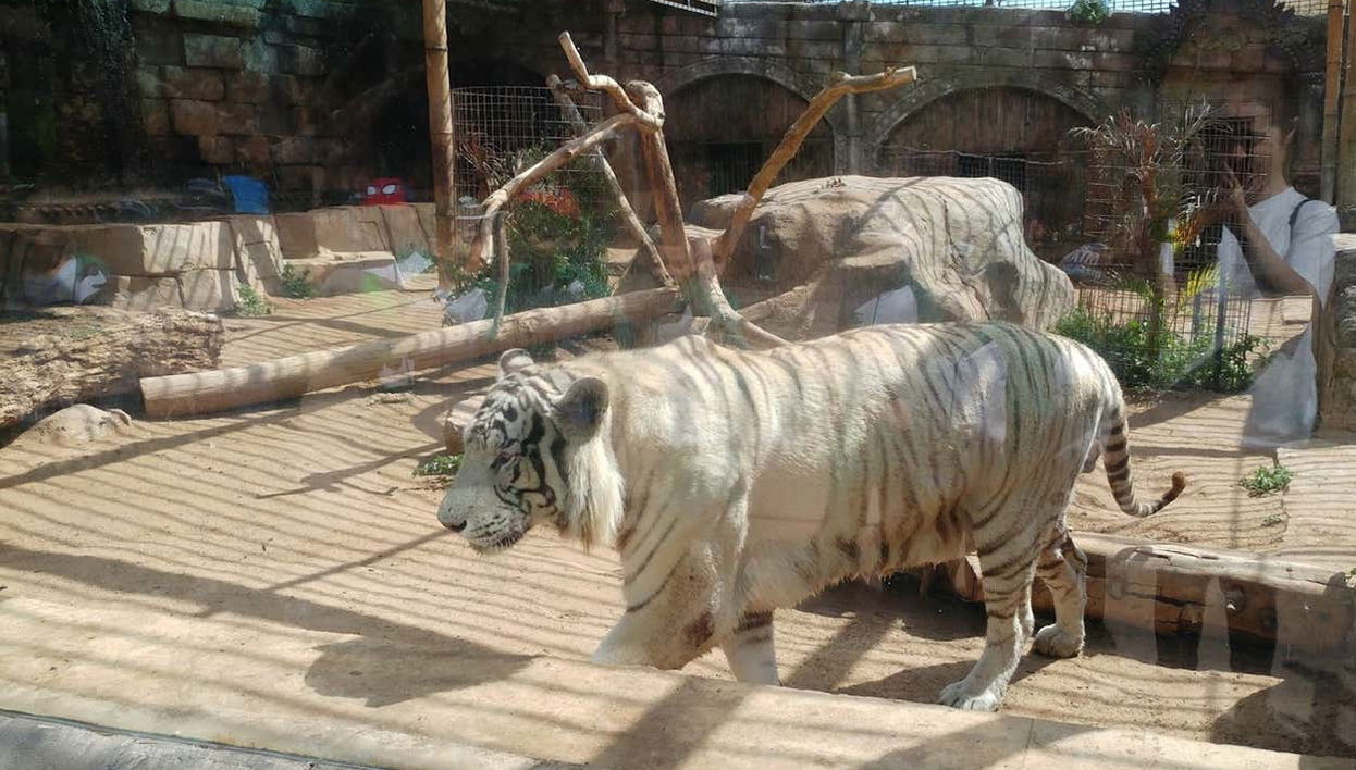 Tigre bianca dello zoo