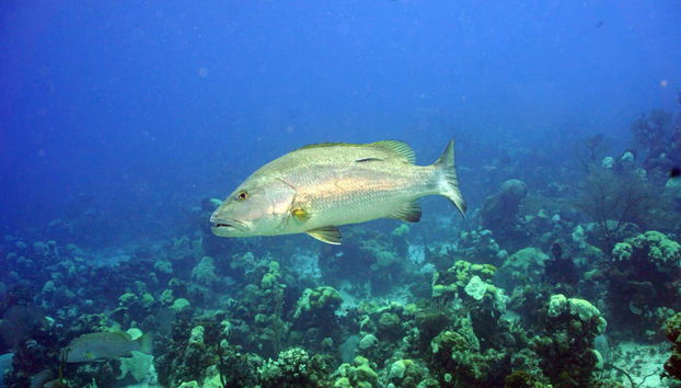 Contemplando a fauna marinha caribenha