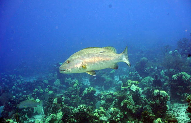 Buceo en la bahía de Cochinos - Foto 3