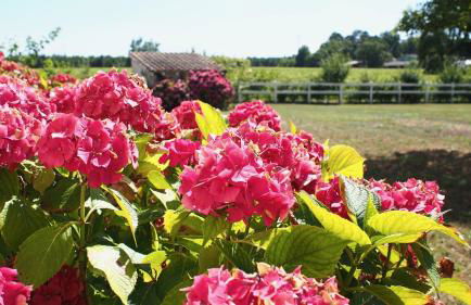 Domaine de Gorre - Foto 60