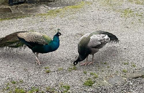 The Forge - Photo 28