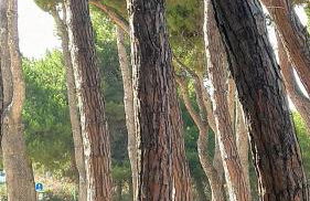 Villa Ferranti Abruzzo - Photo 35