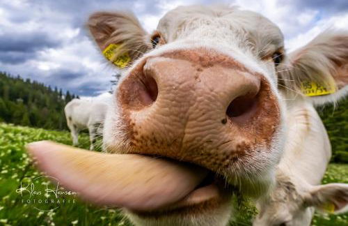 Ferienwohnung "Dorfliebe" mit privater Sauna und 4 Schlafzimmern in Breitnau - Foto 26