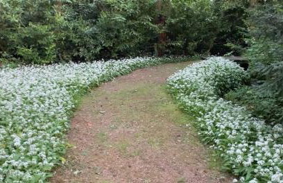 Hayes Suite - Foto 32