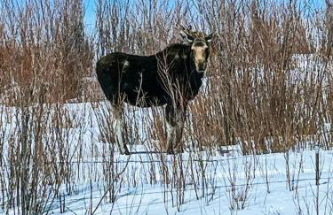 Red-tail Roundhouse at 22 West Cabins and Recreation - Foto 8